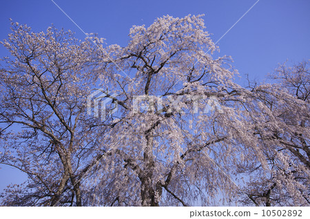 Aoyagi no yuzakura: The album "Zakuragawa" by Zeami in the Muromachi Period. Sakura blooming in the "Sakuragawa Isobe Inamura Shrine" that was the stage. (The first quarter moon appears in the upper part of the screen) 10502892
