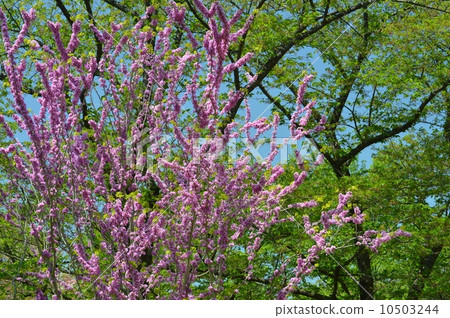 Hanazu and fresh green 10503244