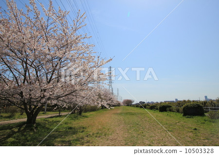 Hanami River Senbon cherry green area 2 10503328