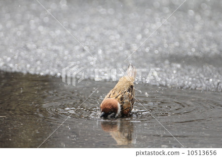 Sparrow bathing 10513656