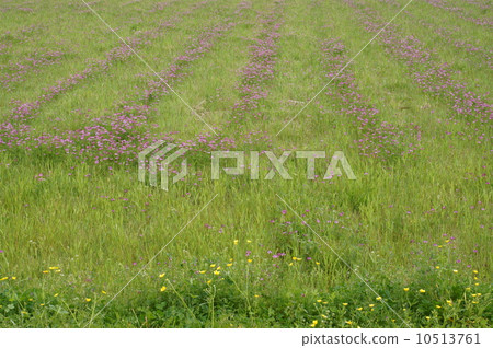 Lenge field 10513761