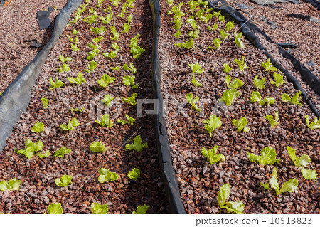 Agriculture Farming Hydroponics Agriculture Farming Hydroponics 10513823