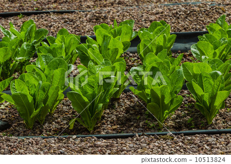 Agriculture Farming Hydroponics Agriculture Farming Hydroponics 10513824
