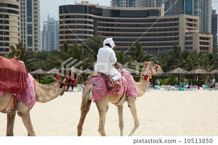 camel in Dubai 10513850