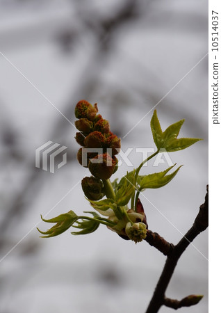 Female flower of Momigiba fut 10514037