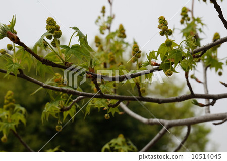 Male fern faucet, male flower 10514045