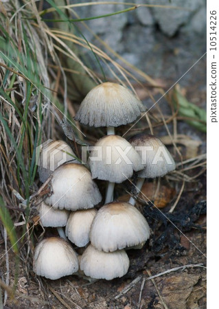 My name is Mica Mushroom Kiraratake. 10514226