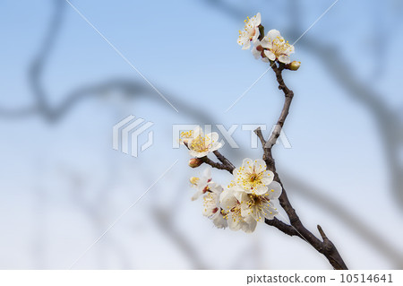 白梅開始綻放 10514641