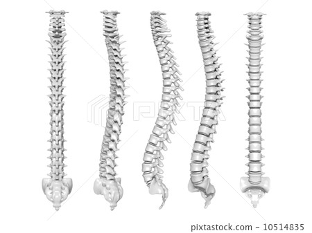 Bone 10514835