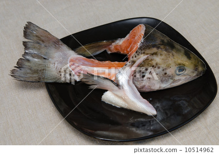珊瑚鱒魚頭 10514962