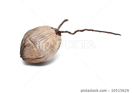 Dry coconut isolated 10515629