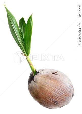 Young plant of coconut tree isolated 10515630