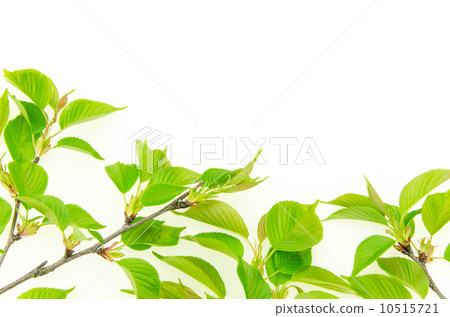 Cherry blossom Cherry blossom 10515721