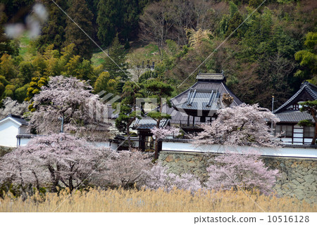 Spring Ojiunji 10516128