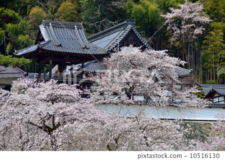 Spring Ojiunji Spring Ojiunji 10516130