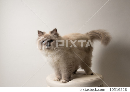 貓咪 毛孩 貓 10516228