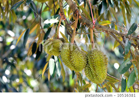 Durian on tree Durian on tree 10516381