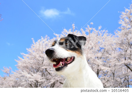 It's in full bloom♪ It's in full bloom♪ 10516405