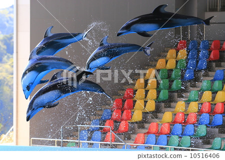 Dolphin Show Dolphin Show 10516406