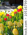 Tulip 10516799