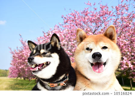 盛開了♪ 盛開了♪ 10516824