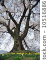 Crocodile sakura 10516886