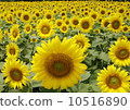 Sunflower field 10516890