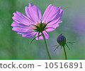Cosmos 10516891