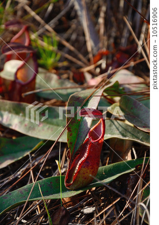 Nepenthes plant 10516906