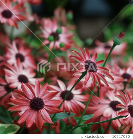 Cineraria Cineraria 10517080