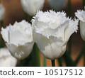 Pure white tulip flowers Honeymoon 10517512