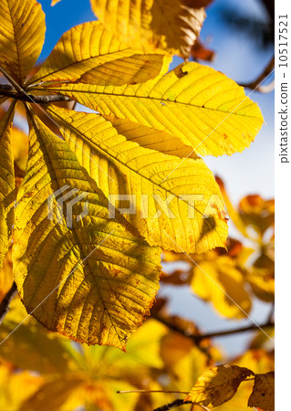 Autumn leaves 10517521