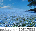 Nemophila flowers blooming all over the hill 10517532
