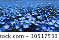 Nemophila flowers blooming all over 10517533