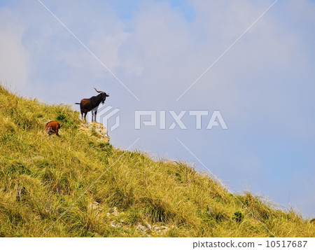 Formentor on Majorca 10517687