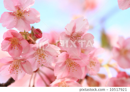 河津櫻花盛開 10517921