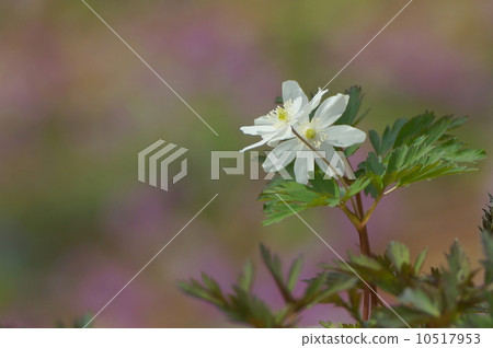 野花Kikuzakiichige 10517953