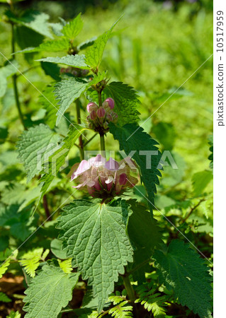 Plants · Odoriso Family 10517959