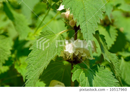 Plants · Odoriso Family 10517960