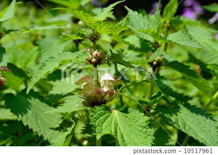 Plants · Odoriso Family 10517961