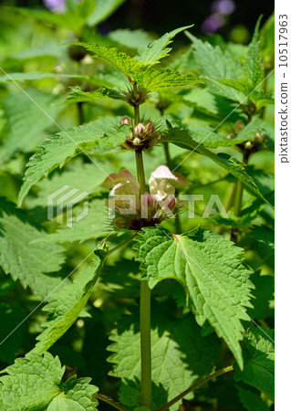 Plants · Odoriso Family 10517963