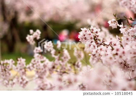櫻花 10518045