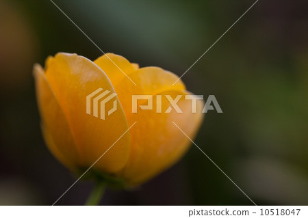 八重山歌舞伎 10518047