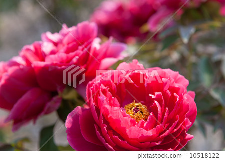 按鍵 按鍵 10518122