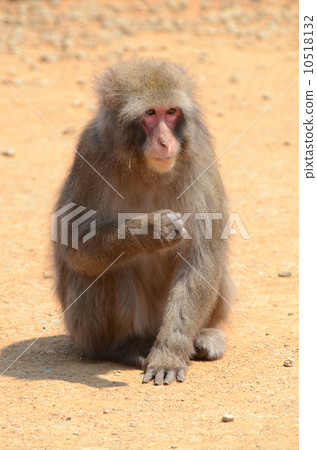 Japanese macaques Japanese macaques 10518132
