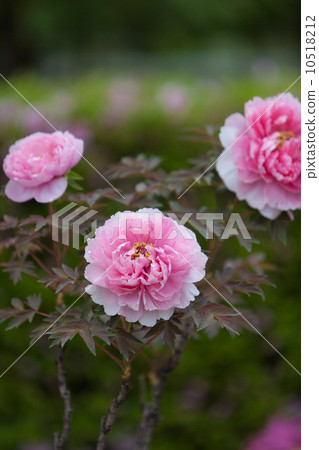 Button Button 10518212