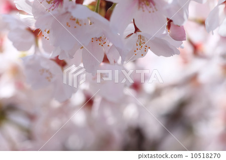 Cherry blossoms in full bloom, Yoshino cherry tree 10518270