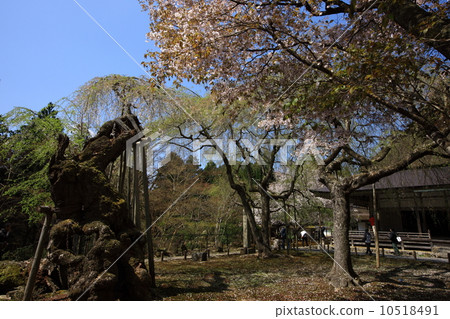 在Togansuji的櫻花 10518491