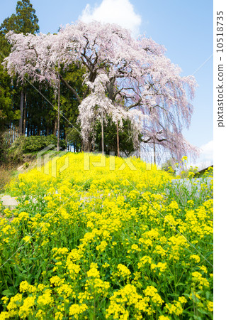 Weeping cherry blossoms at the battlefield Weeping cherry blossoms at the battlefield 10518735