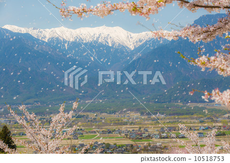 Ikeda craft park flowers 10518753